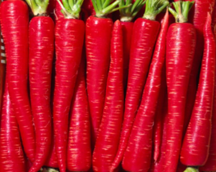 Carrot